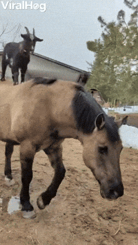 Horse Helps Goat Get Some Height