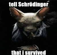 Hairless Cat GIF