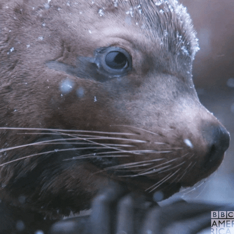 Think Sea Lion GIF by BBC America
