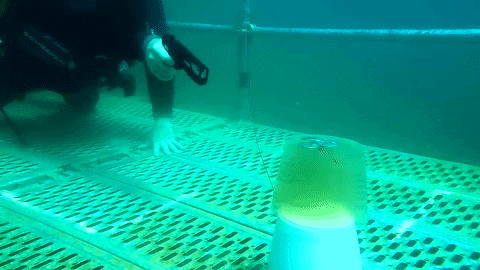 gogun giphyupload gun underwater scuba GIF