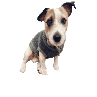 Dog Puppy Sticker by Mamaginekolog