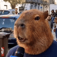Capybara Giappone GIF