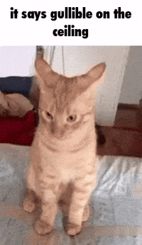 Gullible GIF