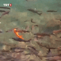 Water See GIF by TRT