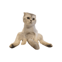 Cat Hermes Sticker by uniKuni