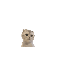 Cat Hermes Sticker by uniKuni