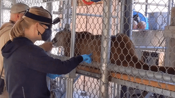 Tigers, Bears, and Mountain Lions Among Animals to Receive Covid Vaccines
