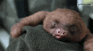 sloth lol GIF