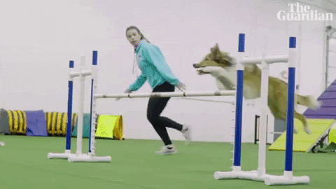 Dog Show GIF by guardian