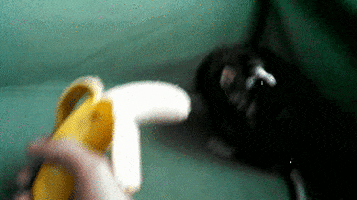 banana rat GIF