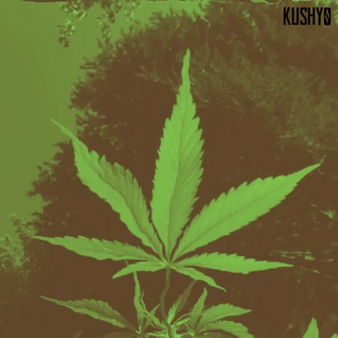 Cannabis leaf in nature