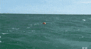 ham GIF