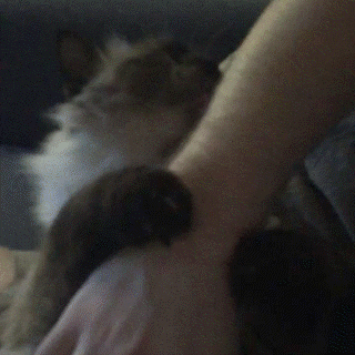 cats helping GIF