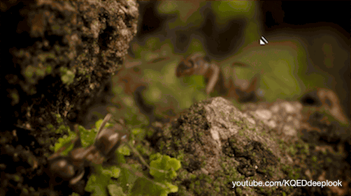 GIF by KQEDScience