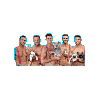 Happy Cats Sticker by Australian Firefighters Calendar