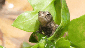 Sorry Frog