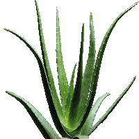 Cleansing Essential Oil Sticker by Apivita