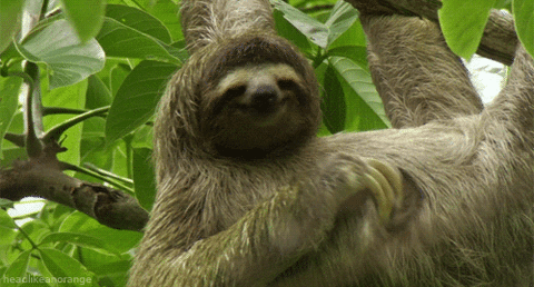 arizona state university sloth GIF