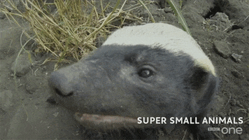bbc cute animal bbc creature GIF