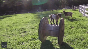 Baby Goats in a Spin as They Enjoy Farmyard Obstacles
