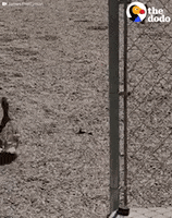 ducks ducklings GIF by The Dodo