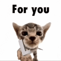 For You Cat GIF