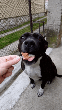 Dog Food GIF by Günzer