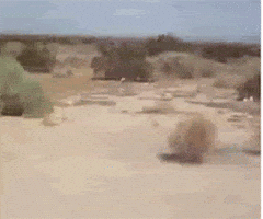 Video gif. Pan on a brambly desertscape finds a tumbleweed blowing through, followed by a second, smaller one.