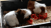go guinea pigs GIF