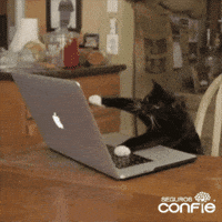 Cat Work GIF by Seguros Confie