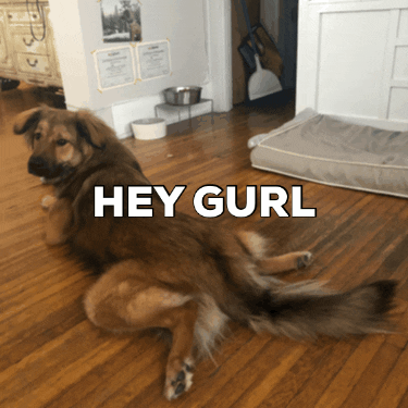 Jaydu giphygifmaker giphygifmakermobile dog hey GIF