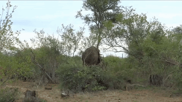 Elephant Bull Overturns Tree