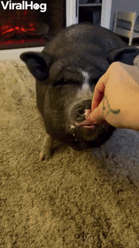 Pig GIF by ViralHog