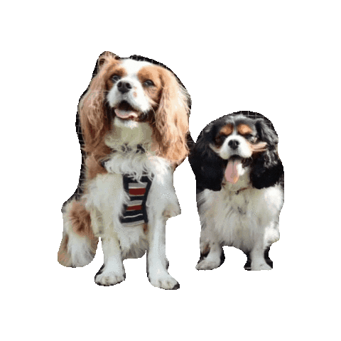 Dogs Puppy Sticker