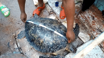 Kenyan Wildlife Rescue Services Join Forces to Release Sea Turtle Back to the Ocean