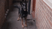 GIF by Gunpowder & Sky