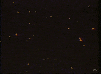 michael jackson vintage GIF by vhspositive