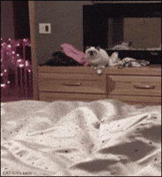 Cat Fail GIF