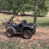 Fourth Of July Dog GIF by Respective