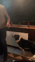 Talented Irish Collie Plucks Darts From Board and Returns Them to Player