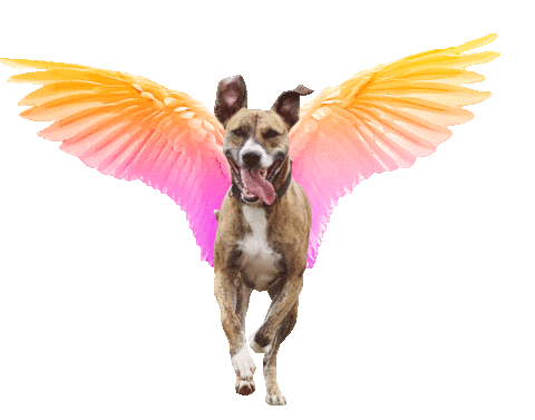 dog flying Sticker by Tales&Tails