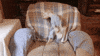 Dancing Dog GIF by Rover.com