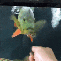 Mbss fish spin spinning fishing GIF