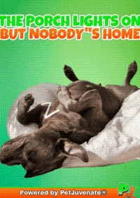 Henlo Hooman Fren GIF by PetJuvenate - PJ