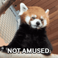 Red Panda GIF by Valley Zoo Development Society