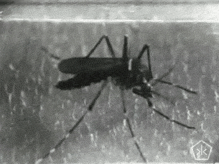 black and white mosquito GIF by Okkult Motion Pictures