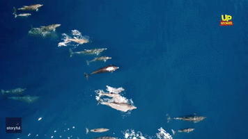 Large Pod of Dolphins Swim in Crystal-Clear Aegean