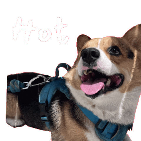 Corgi Milo Sticker