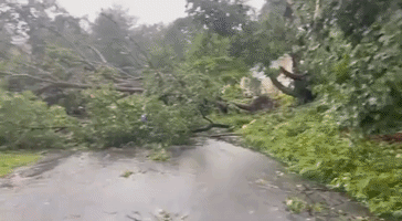 Tornado-Warned Storm Knocks Down Trees in Johnston, Rhode Island