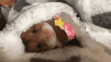 Candy Hamster GIF by Trolli